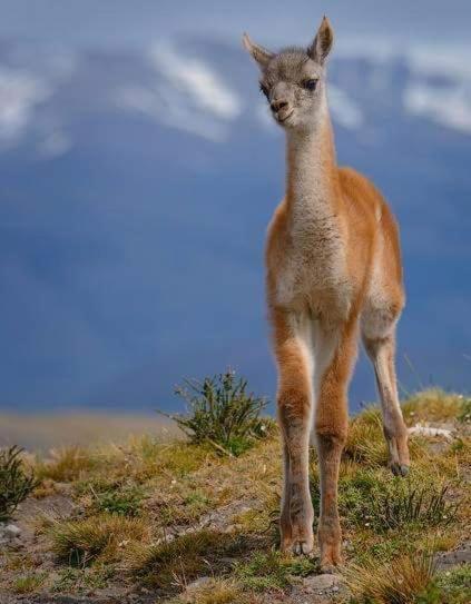 Turismo Fortaleza Patagonia Puerto Natales Esterno foto